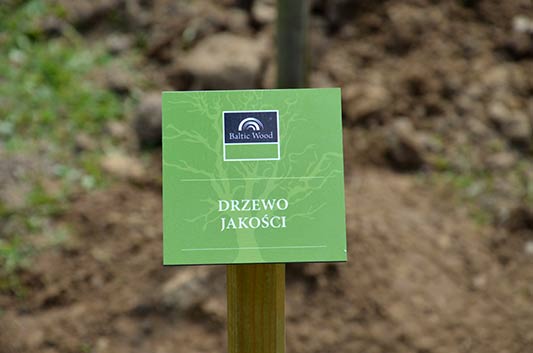 18 drzew na 18 lat Baltic Wood